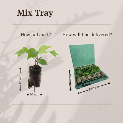 Buitenplant - Mix Tray 12 Pluggen - Kleurrijke Plantenmix