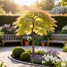 Buitenplant 3x Acer palmatum Little Princess - Pot Ø 12cm Hoogte ↕ 35cm