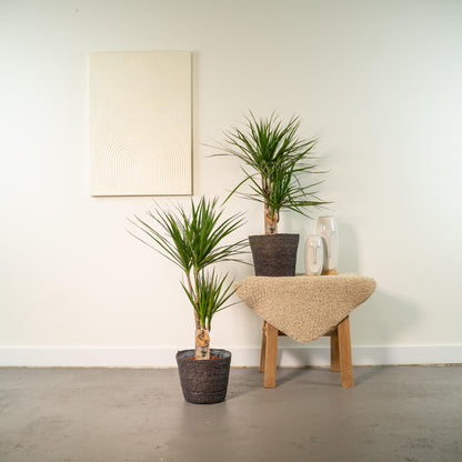 Kamerplant 2x Dracaena - Pot Ø 17cm Hoogte ↕ 90cm