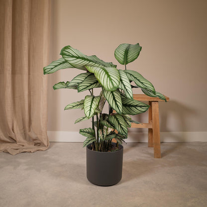 Kamerplant - Calathea Whitestar - Pot Ø 19cm Hoogte ↕ 50cm