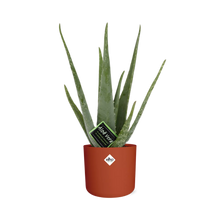 Kamerplant - Aloe Vera - Inclusief sierpot - Pot Ø 12cm