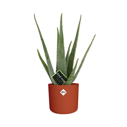 Kamerplant - Aloe Vera - Inclusief sierpot - Pot Ø 12cm