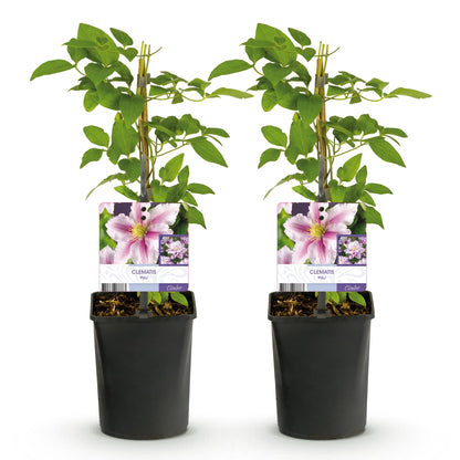 Buitenplant 2x Clematis Piilu - Bloeiend - Pot Ø 11cm Hoogte ↕ 40cm