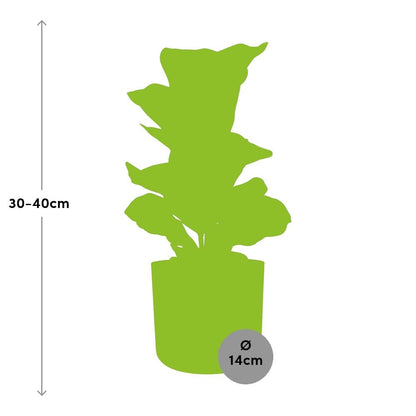 Kamerplant - Ficus Lyrata 'Bambino' - inclusief sierpot - Pot Ø 14cm