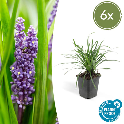 Buitenplant 6x Liriope muscari 'Big Blue' - Pot Ø 9cm Hoogte ↕ 10-25cm