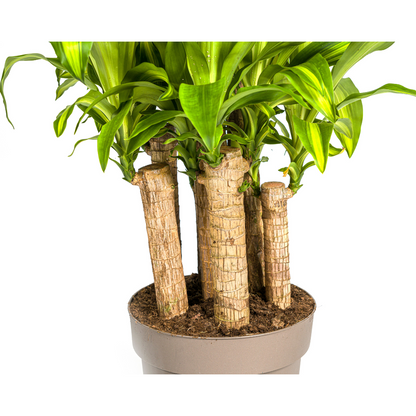 XL kamerplant - Dracaena Fragrans Massangeana Carrousel - Pot Ø 30cm Hoogte ↕ 130-150cm