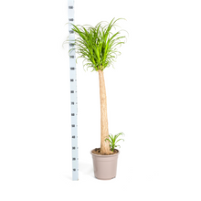 Kamerplant - Beaucarnea Recurvata Stam - XL - Pot Ø 27cm Hoogte ↕ 110-130cm