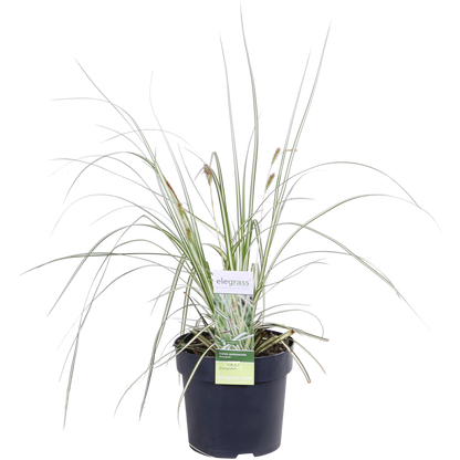 Buitenplant 3x Carex hachijoensis 'Evergold' - Pot Ø 14cm Hoogte ↕ 30cm