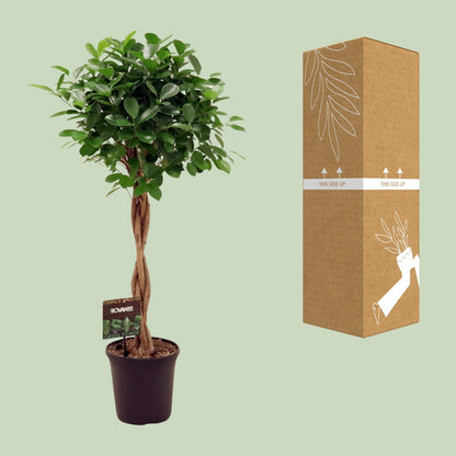 XL kamerplant - Ficus Microcarpa Moclame - Pot Ø 23cm Hoogte ↕ 110cm
