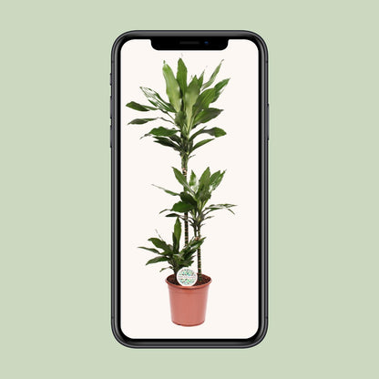XL kamerplant - Dracaena Janet Lind - Pot Ø 24cm Hoogte ↕ 130cm