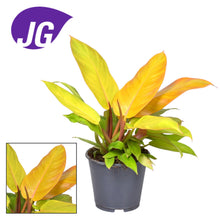 Kamerplant - Philodendron Prince of Orange - Pot Ø 14cm Hoogte ↕ 35cm