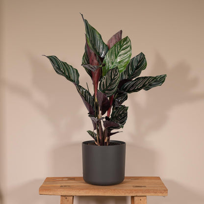 Kamerplant - Calathea Ornata - Pot Ø 14cm Hoogte ↕ 50cm