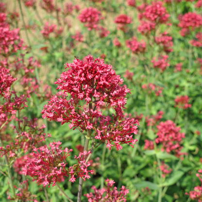 Buitenplant 60x Centranthus ruber 'Coccineus' - Bloeiend - Pot Ø 9cm Hoogte ↕ 10-25cm