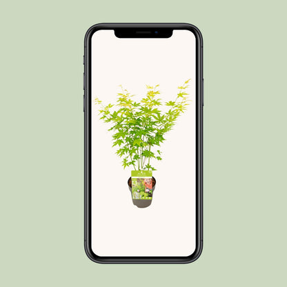 Buitenplant - Acer palmatum 'Going Green' - Pot Ø 15cm Hoogte ↕ 30cm