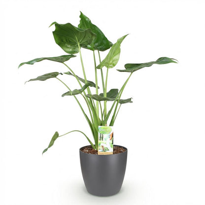Kamerplant - Alocasia Cucullata - Pot Ø 21cm Hoogte ↕ 65-70cm