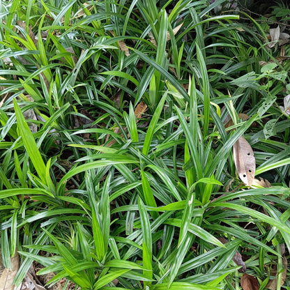 Buitenplant 4x Carex morrowii 'Irish Green' - Bladhoudend - Pot Ø 17cm Hoogte ↕ 50cm
