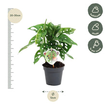 Kamerplant - Monstera obliqua 'Monkey Leaf' - Pot Ø 12cm Hoogte ↕ 25cm