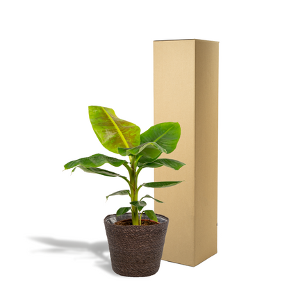 Kamerplant - Musa Dwarf Cavendish - Pot Ø 21cm Hoogte ↕ 90cm