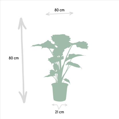 Kamerplant Duo - Alocasia Wentii + Alocasia Portodora