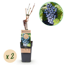 Buitenplant 2x Vitis vinifera 'Regent' (Blauwe druif) - Fruitplant - Pot Ø 15cm Hoogte ↕ 50cm