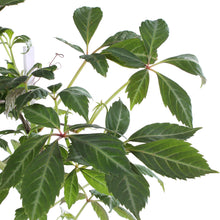 Buitenplant - Parthenocissus henryana - Chinese Wilde Wingerd - Pot Ø 15cm Hoogte ↕ 65cm
