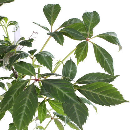 Buitenplant - Parthenocissus henryana - Chinese Wilde Wingerd - Pot Ø 15cm Hoogte ↕ 65cm