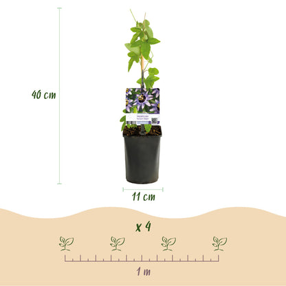 Buitenplant 3x Passiflora 'Tricolour' - Bloeiend - Pot Ø 11cm Hoogte ↕ 40cm