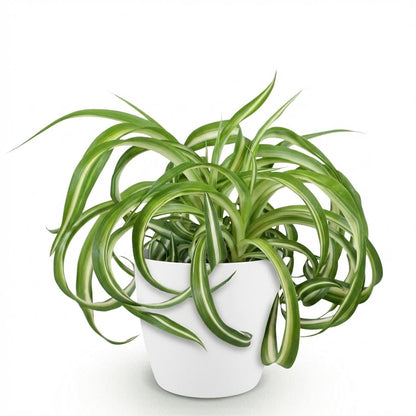 Kamerplant - Chlorophytum comosum Bonnie - Pot Ø 12cm Hoogte ↕ 20cm