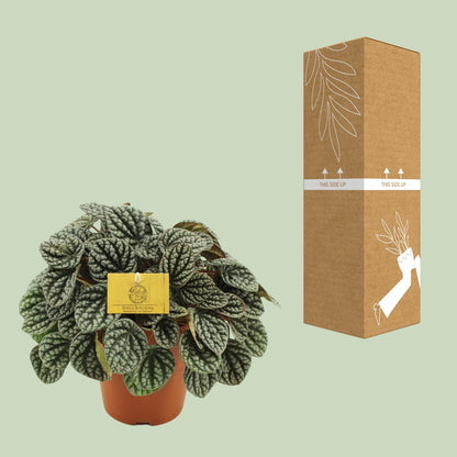 Kamerplant - Peperomia Burbella - Pot Ø 15cm Hoogte ↕ 25cm