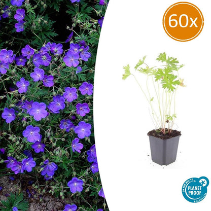 Buitenplant 60x Geranium 'Johnson's Blue' - Bloeiend - Pot Ø 9cm Hoogte ↕ 10-25cm