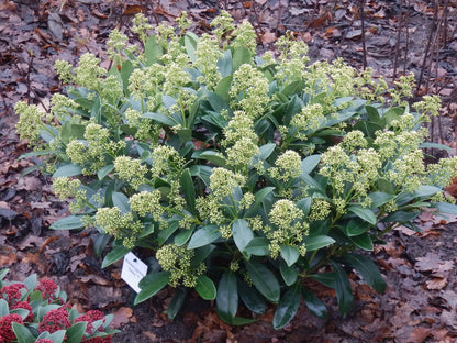Buitenplant 2x Skimmia japonica Finchy - Winterhard - Bloeiend Wit - Pot Ø 19cm Hoogte ↕ 60cm