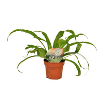 Kamerplant - Asplenium Antiquum - Pot Ø 12cm Hoogte ↕ 30cm
