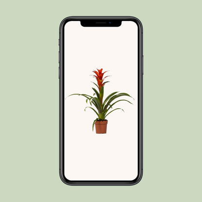 Kamerplant - Guzmania Ostara - Pot Ø 12cm Hoogte ↕ 45cm