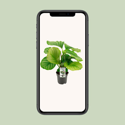 Kamerplant - Calathea Orbifolia - Pot Ø 14cm Hoogte ↕ 50cm