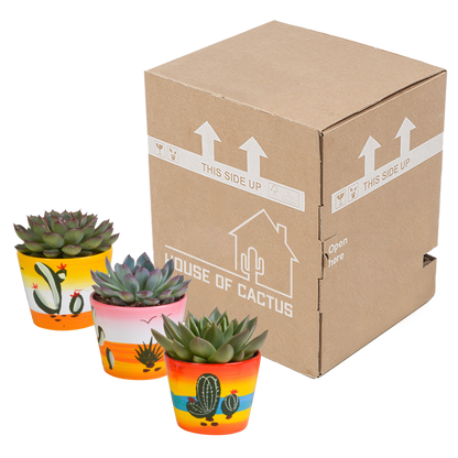 Kamerplant 3x Echeveria mix - In Mexicaanse pot - Pot Ø 10.5cm