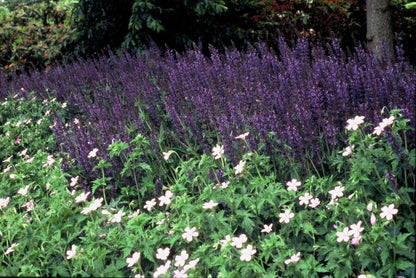Buitenplant 24x Salvia nem. 'Mainacht' - Bloeiend - Pot Ø 9cm Hoogte ↕ 10-25cm