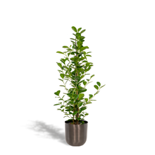 Kamerplant - Ficus microcarpa Moclame - Pot Ø 21cm Hoogte ↕ 95cm