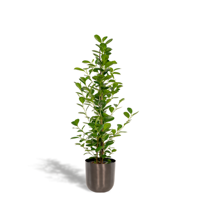 Kamerplant - Ficus microcarpa Moclame - Pot Ø 21cm Hoogte ↕ 95cm