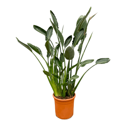XL Kamerplant - Strelitzia Reginae - Pot Ø 30cm Hoogte ↕ 150cm
