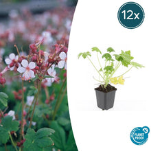 Buitenplant 12x Geranium macr. 'Spessart' - Bloeiend - Pot Ø 9cm Hoogte ↕ 10-25cm