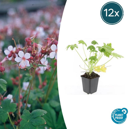 Buitenplant 12x Geranium macr. 'Spessart' - Bloeiend - Pot Ø 9cm Hoogte ↕ 10-25cm