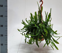 Kamerplant - Rhipsalis Ramaloris - Hangplant - Pot Ø 20cm Hoogte ↕ 50cm
