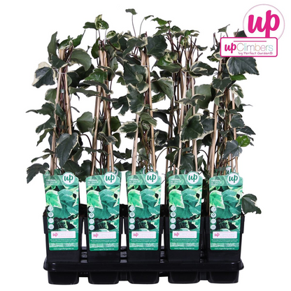 Buitenplant - Hedera algeriensis 'Gloire de Marengo' - Klimplant - Pot Ø 15cm Hoogte ↕ 65cm
