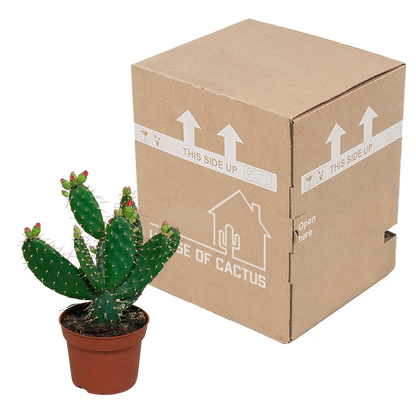 Kamerplant - Opuntia quitensis - Pot Ø 12cm