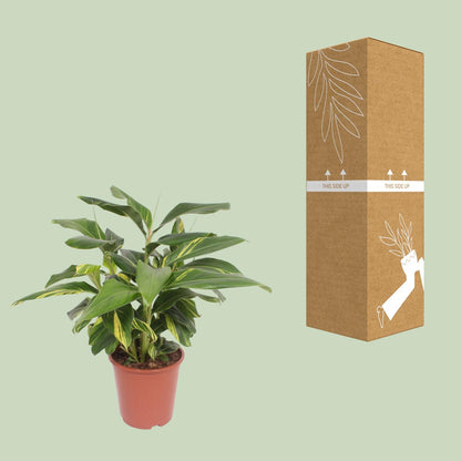 Kamerplant - Alpinia zerumbet Variegata - Pot Ø 27cm Hoogte ↕ 80cm
