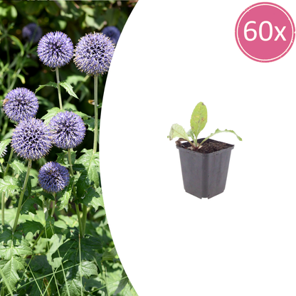 Buitenplant 60x Echinops ritro - Pot Ø 9cm Hoogte ↕ 10-25cm
