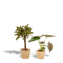 Kamerplant set - Ficus Elastica Melany + Alocasia Wentii - Met mand - Pot Ø 21cm + Ø 19cm