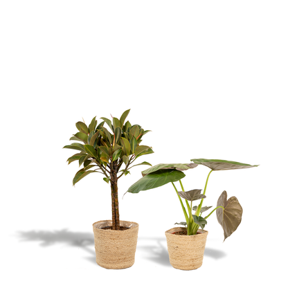 Kamerplant set - Ficus Elastica Melany + Alocasia Wentii - Met mand - Pot Ø 21cm + Ø 19cm