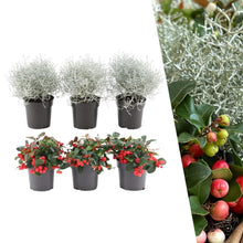 Buitenplant - Winterwonderland Mix - 3x Gaultheria + 3x Calocephalus - Pot Ø 10cm Hoogte ↕ 15cm