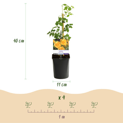 Buitenplant 2x Campsis radicans 'Flava' - Klimplant - Bloeiend - Pot Ø 11cm Hoogte ↕ 40cm